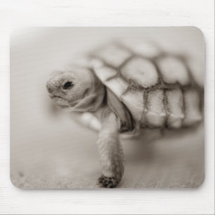 Mousepad Tartaruga pequena