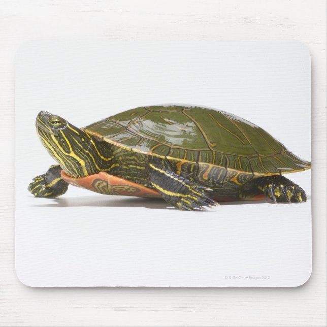Mousepad Tartaruga pintada ocidental (Chrysemys picta belli (Frente)