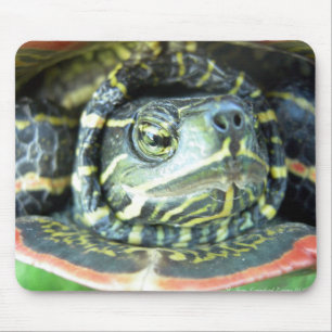 Mousepad Tartaruga pintada (picta do Chrysemys) 2