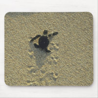 Tartaruga Verde, (Chelonia mydas), filhote
