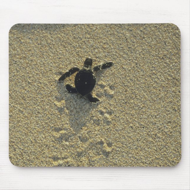 Mousepad Tartaruga Verde, (Chelonia mydas), filhote (Frente)