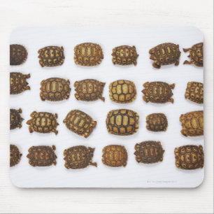 Mousepad Tartarugas do bebê arranjadas nas fileiras