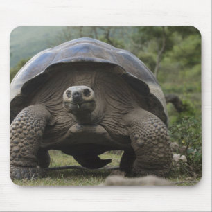 Mousepad Tartarugas Gigantes de Galápagos Geochelone