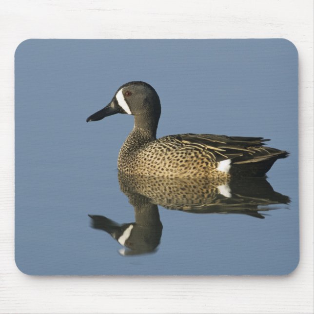 Mousepad Teal de asas azuis, Anas discorda, macho, Porto (Frente)