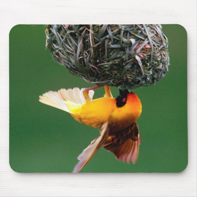 Mousepad Tearilhão-de-máscara-preta (Ploceus Velatus) (Frente)