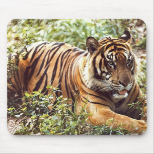 Mousepad teclado do tigre sumatran