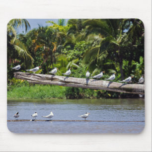 Mousepad Terns reais, estuário do rio Tortuguero - Costa Ri