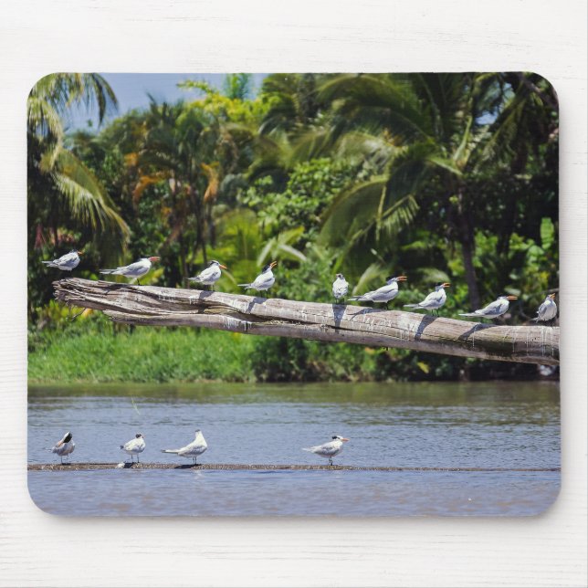 Mousepad Terns reais, estuário do rio Tortuguero - Costa Ri (Frente)