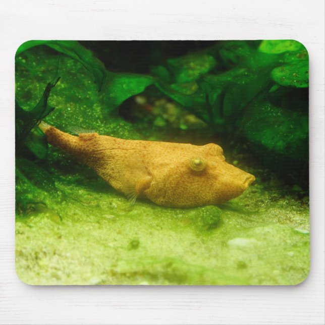 Mousepad Tetraodon miurus (Frente)