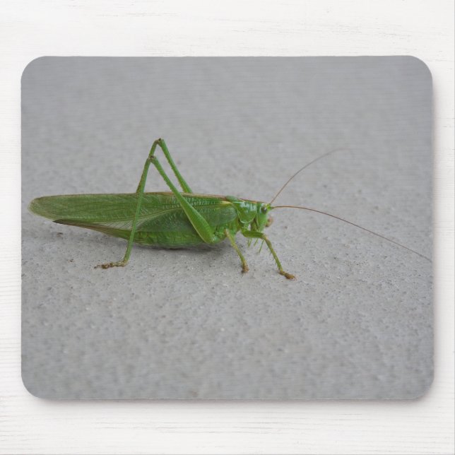 Mousepad Tettigonia viridissima (Frente)