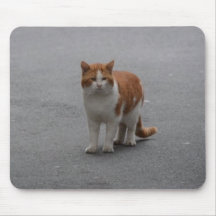 Thomas Ginger E Gata Branca