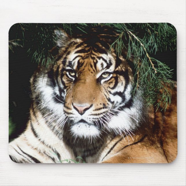 Mousepad Tiger gostando da sombra (Frente)