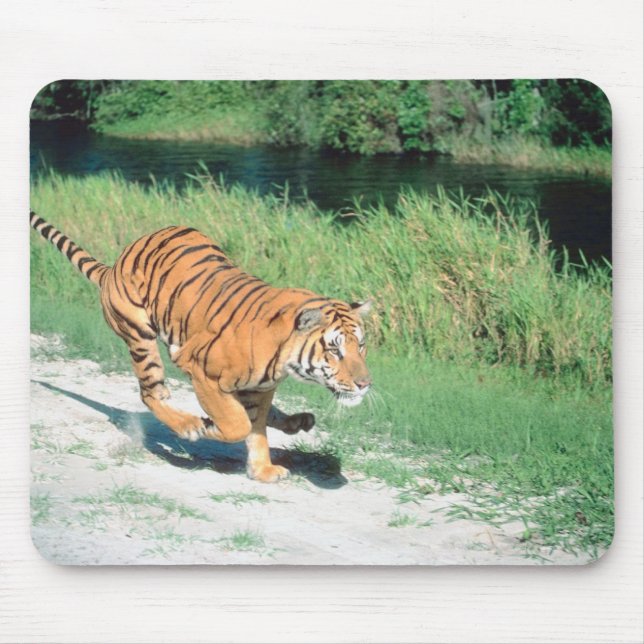 Mousepad Tiger no caminho (Frente)