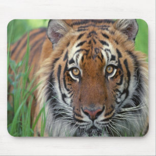 Mousepad Tigre