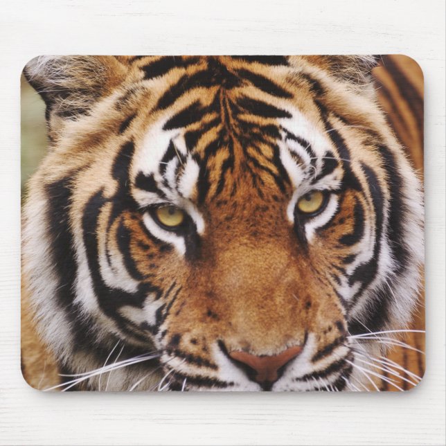 Mousepad Tigre-de-bengala, Panthera tigris (Frente)