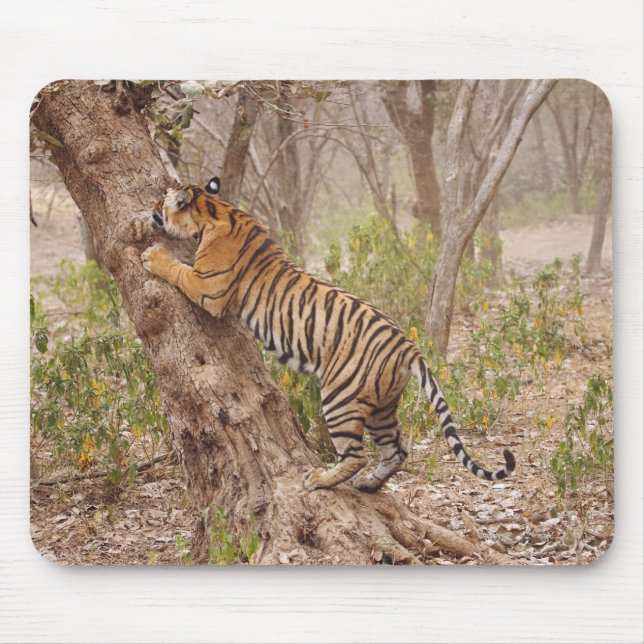 Mousepad Tigre-de-bengala-real subindo na árvore, (Frente)