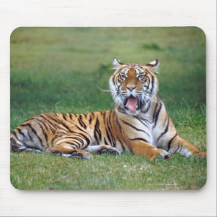 Mousepad Tigre de bocejo
