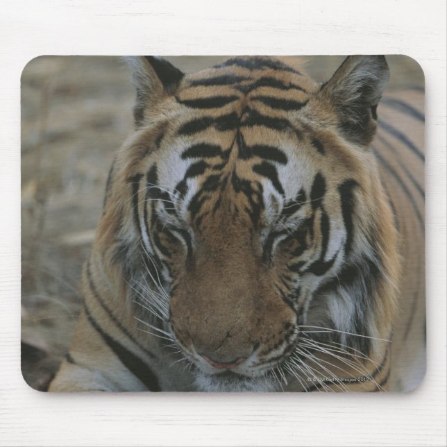 Mousepad Tigre de dormir (Frente)