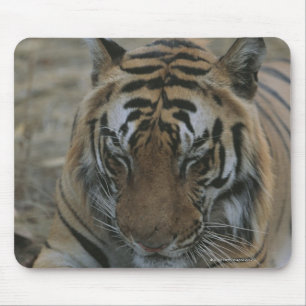Mousepad Tigre do sono