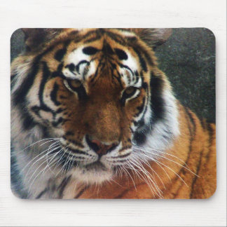 Mousepad Tigre e rato…