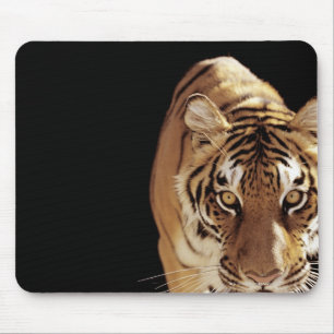 Mousepad Tigre (Panthera tigris)