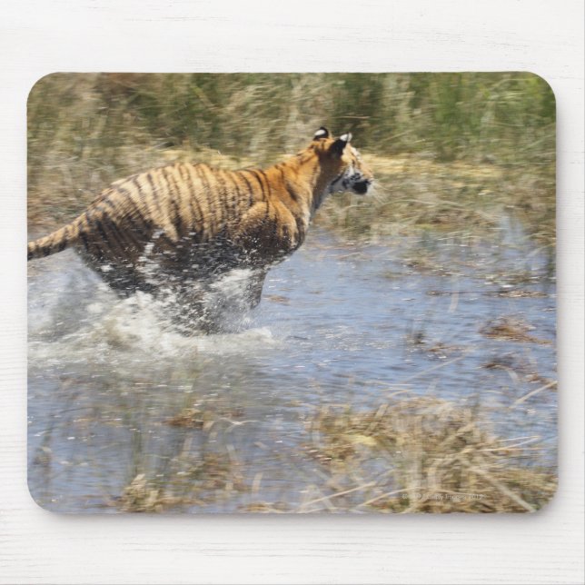 Mousepad Tigre (Panthera tigris) correndo pela água. (Frente)