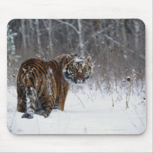Mousepad Tigre (Panthera tigris) que está na neve profunda