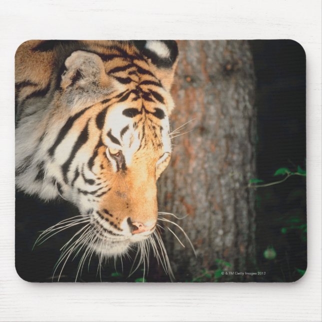 Mousepad Tigre perseguindo (Frente)