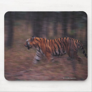Mousepad Tigre que anda através da floresta