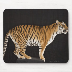 Mousepad Tigre que está na plataforma