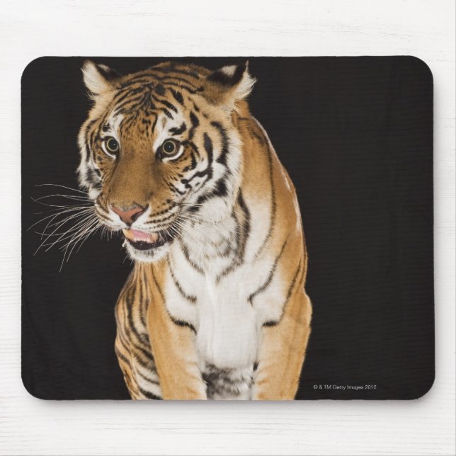 Mousepad Tigre sentado na plataforma 2 (Frente)