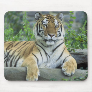 Mousepad Tigre Siberian