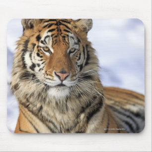 Mousepad Tigre Siberian, altaica de tigris do Panthera,
