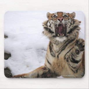 Mousepad Tigre Siberian (altaica de tigris do Panthera)
