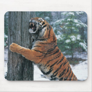 Mousepad Tigre Siberian (altaica de tigris do Panthera)