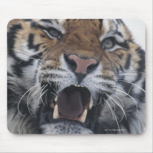 Mousepad Tigre Siberian que Snarling