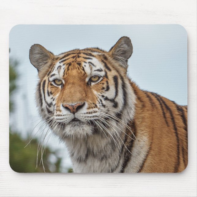 Mousepad Tigre Siberiano na Natureza (Frente)