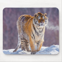 Tigre siberiano na neve, China