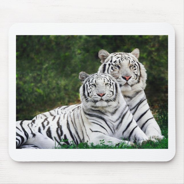 Mousepad Tigres brancos bonitos (Frente)