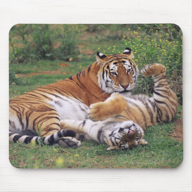 Mousepad Tigres de Bengala (Frente)