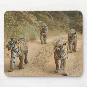 Mousepad Tigres-reais-de-bengala