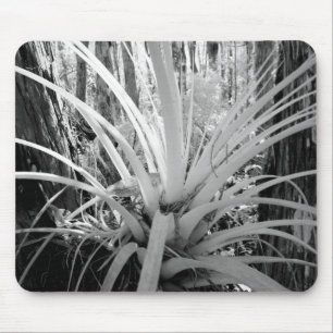 Mousepad Tillandsia epífita é comum na Flórida,