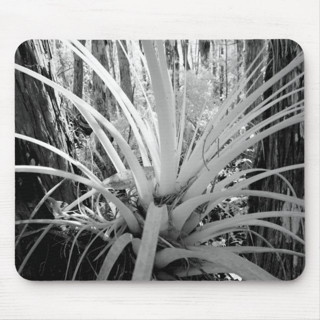 Mousepad Tillandsia epítica é comum na Flórida. (Frente)