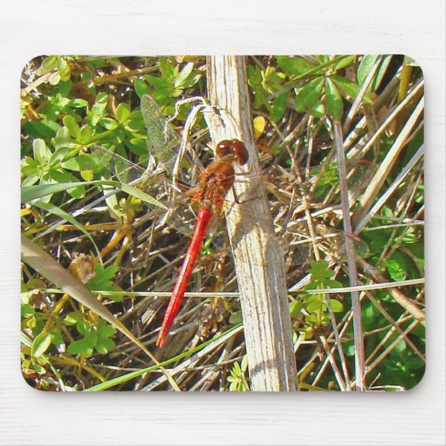 Mousepad Tiny Red Dragonfly em novembro (Frente)