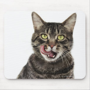 Mousepad Tiro principal de uma lambedura doméstica