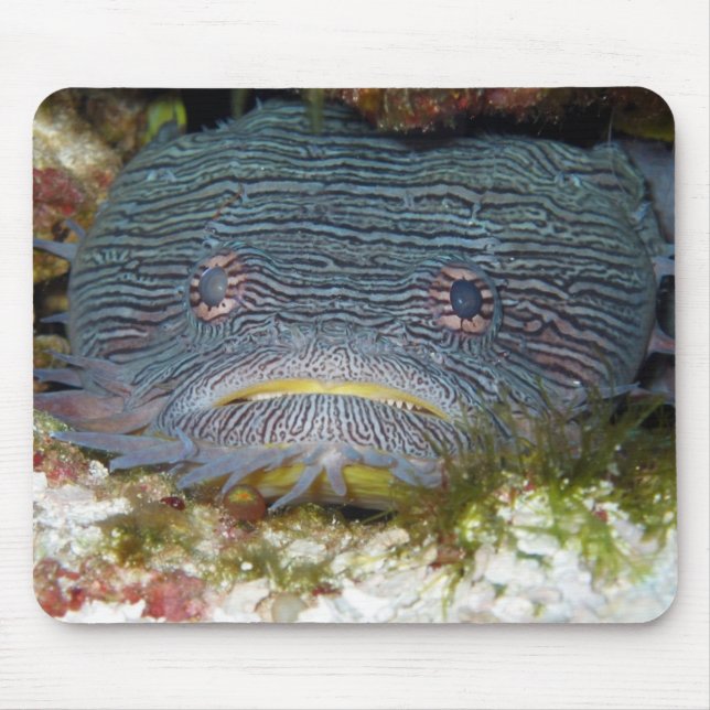 Mousepad Toadfish que olha nos (Frente)