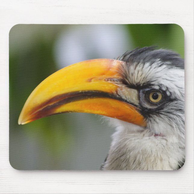 Mousepad Tockus leucomelas (Frente)