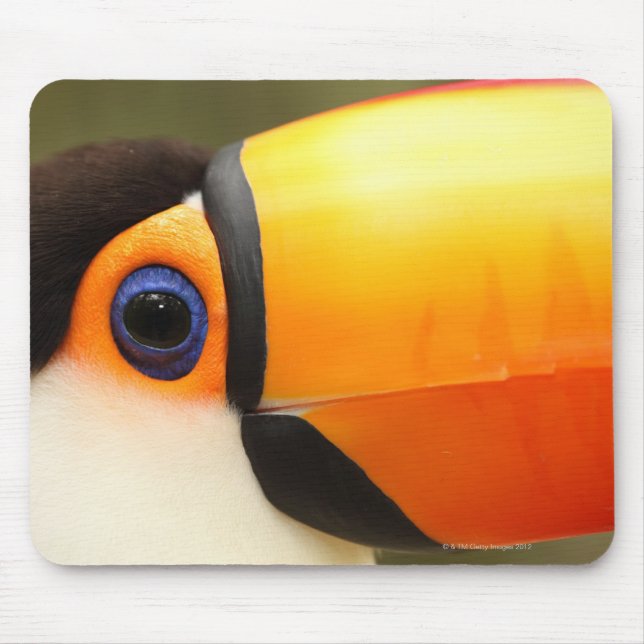 Mousepad Toco Toucan (Ramphastos toco) é o maior (Frente)