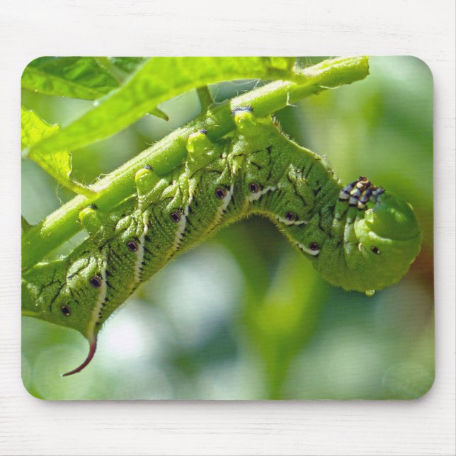 Mousepad Tomato Hornworm (Frente)