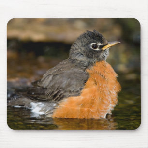 Mousepad Tordo-americano banhando-se 2